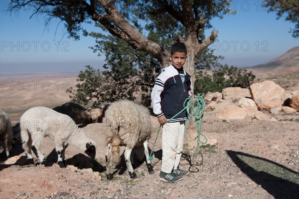 Afrique du nord, Maroc, Marrakech, pied du Haut Atlas, route d'Amizmiz, en direction de Sidi Brahim, jeune berger et ses moutons