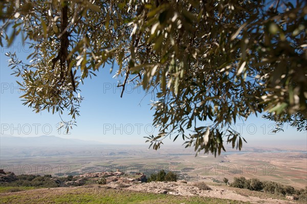 Afrique du nord, Maroc, Marrakech, pied du Haut Atlas, route d'Amizmiz, en direction de Sidi Brahim, olivier,
