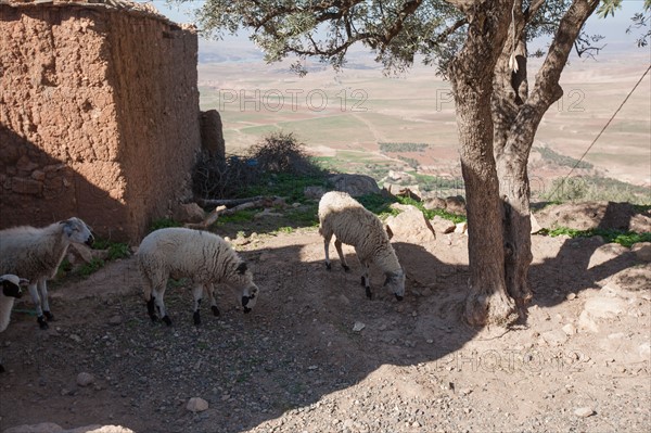 Afrique du nord, Maroc, Marrakech, pied du Haut Atlas, route d'Amizmiz, en direction de Sidi Brahim,