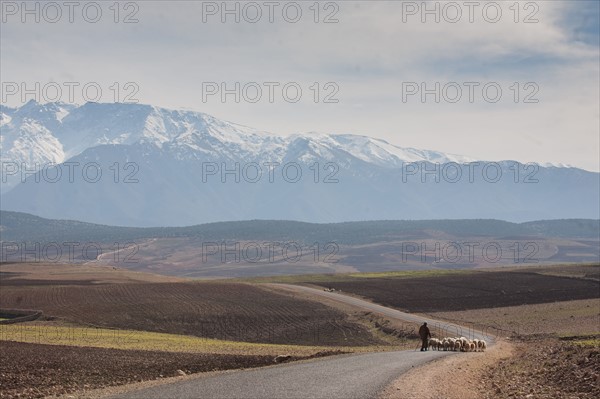 Afrique du nord, Maroc, Marrakech, pied du Haut Atlas, route d'Amizmiz, en direction de Sidi Brahim, berger et moutons