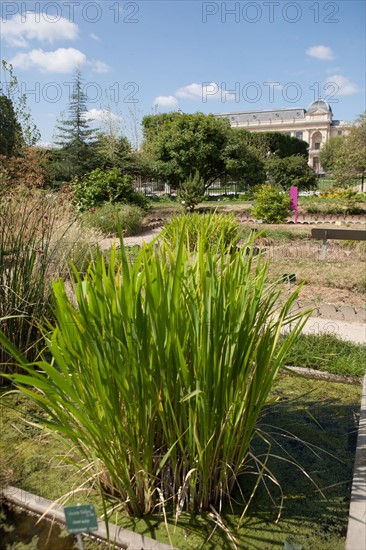 Jardin Des Plantes,