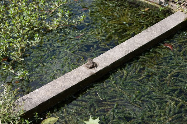 Jardin Des Plantes, Crapaud