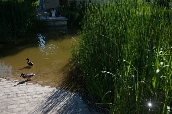 Parc De Bercy, Etang