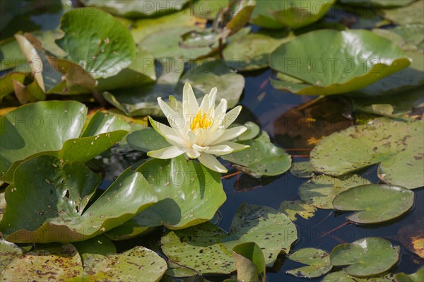 Bois De Vincennes, Parc Floral De Paris