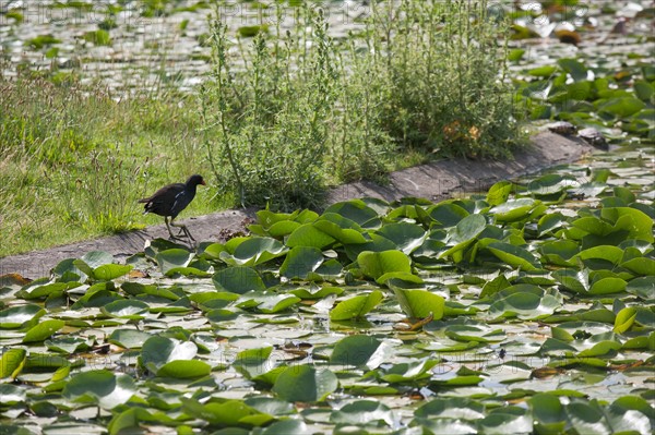 Bois De Vincennes, Parc Floral De Paris