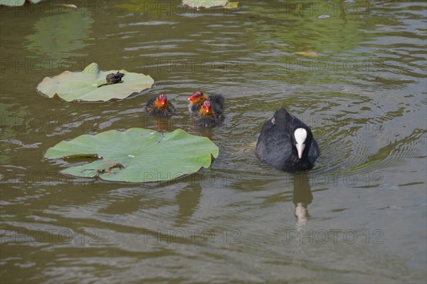 Bois De Vincennes, Parc Floral De Paris