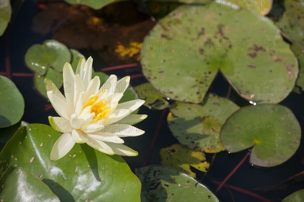 Bois De Vincennes, Parc Floral De Paris