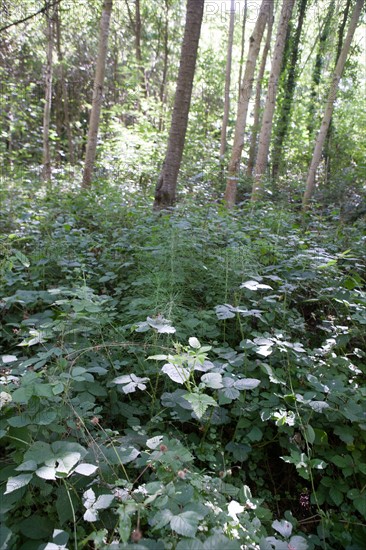 Forêt De Meudon, bois et nature autour de L'étang de Chalais