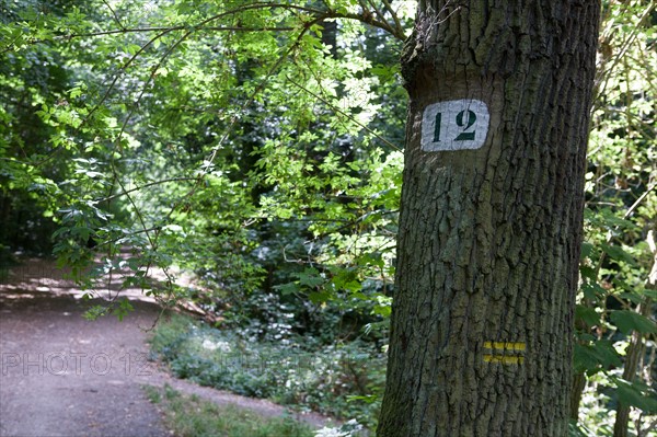 Forêt De Meudon, bois et nature autour de L'étang de Trivaux