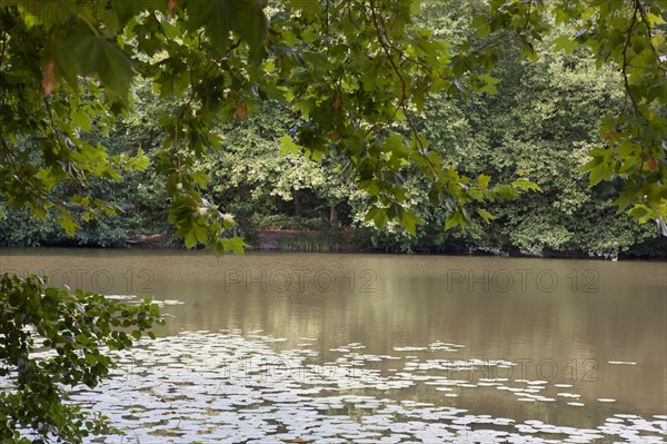 Forêt De Meudon, bois et nature autour de L'étang de Trivaux