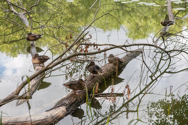 Forêt De Meudon, bois et nature autour de L'étang de Trivaux