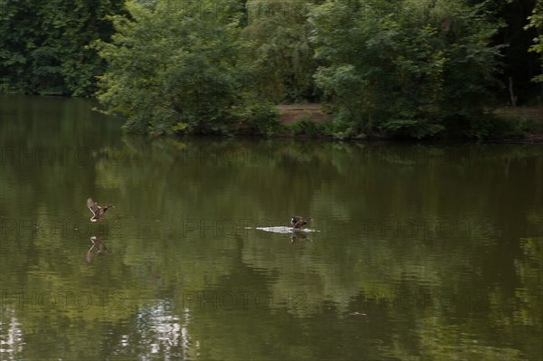 Forêt De Meudon, bois et nature autour de L'étang de Trivaux