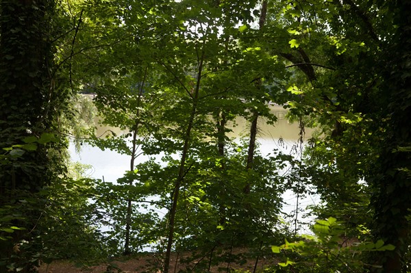 Forêt De Meudon, bois et nature autour de L'étang de Chalais