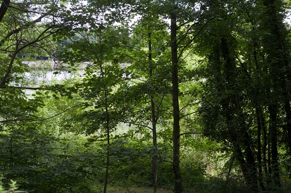 Forêt De Meudon, bois et nature autour de L'étang de Chalais