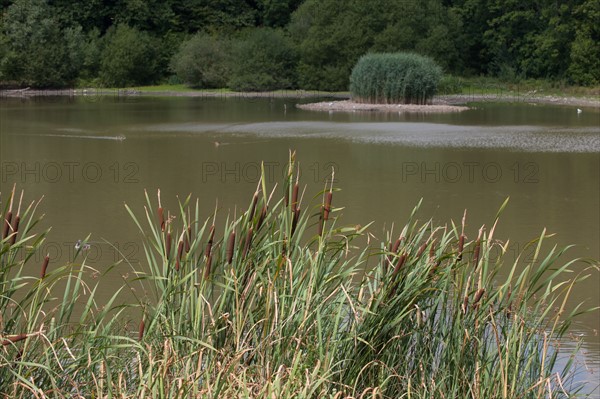 Forêt De Meudon, Bois Et Nature Autour De L'Etang De Meudon