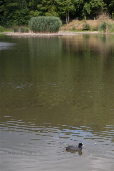 Forêt De Meudon, Bois Et Nature Autour De L'Etang De Meudon