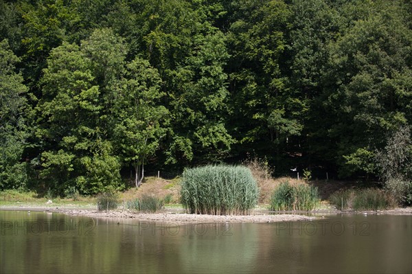 Forêt De Meudon, Bois Et Nature Autour De L'Etang De Meudon