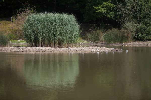 Forêt De Meudon, Bois Et Nature Autour De L'Etang De Meudon