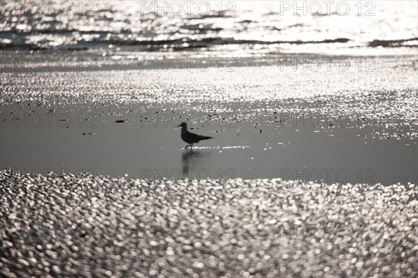 Cabourg, Plage