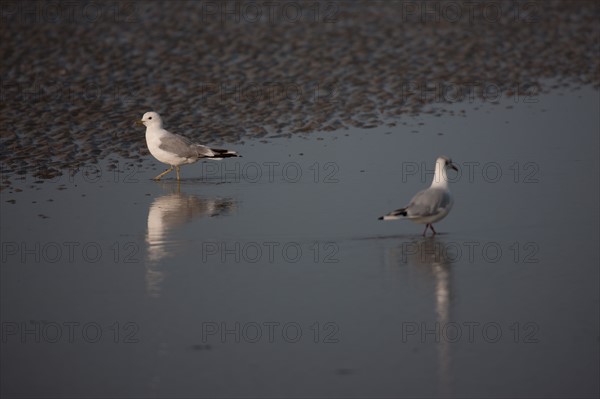 Cabourg, Plage