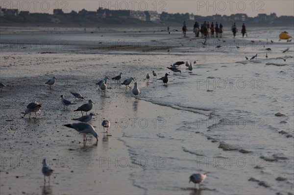 Cabourg, Plage