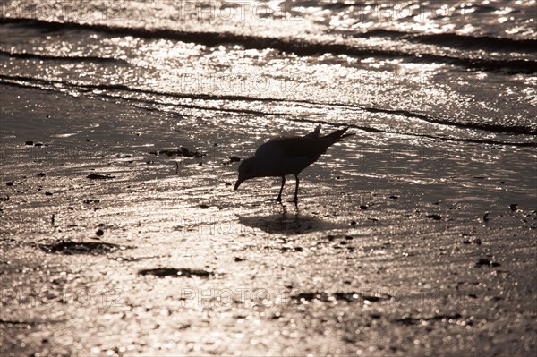 Cabourg, Plage