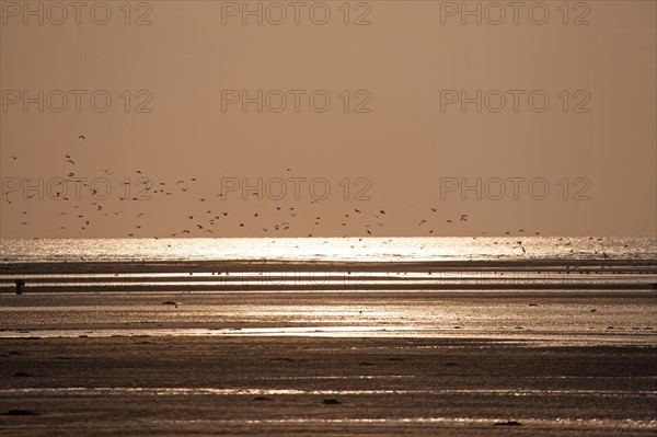 Houlgate, Plage