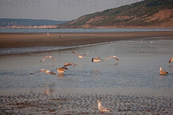 Houlgate, Plage
