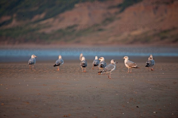 Houlgate, Plage
