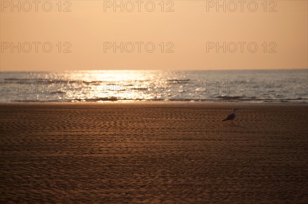 Houlgate, Plage