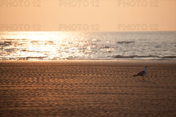 Houlgate, Plage