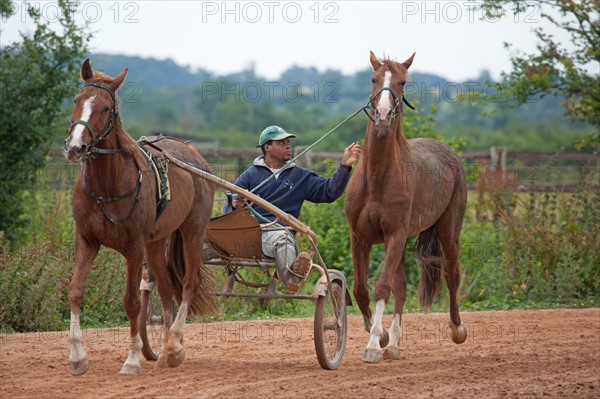 Haras De Pitz, Ecurie Danover