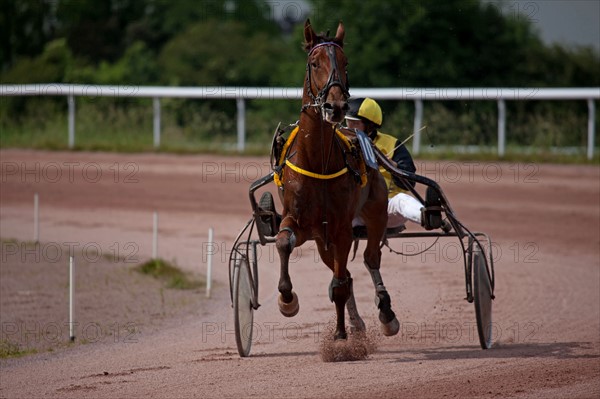 Lisieux, Hippodrome de la Trésorerie