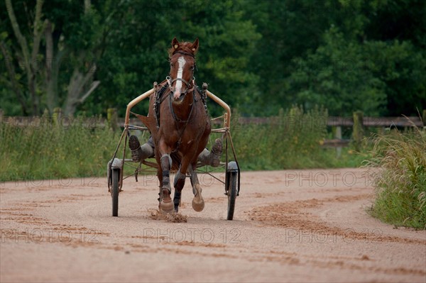 Haras De Pitz, Ecurie Danover