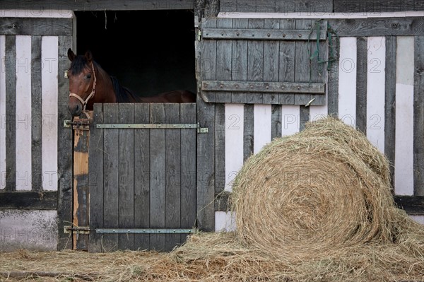 Haras De Pitz, Ecurie Danover