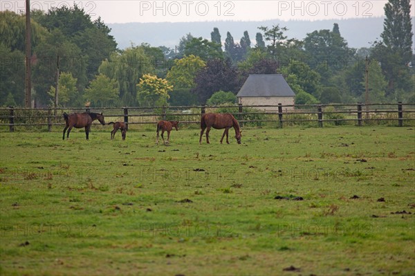 Haras De Pitz, Ecurie Danover