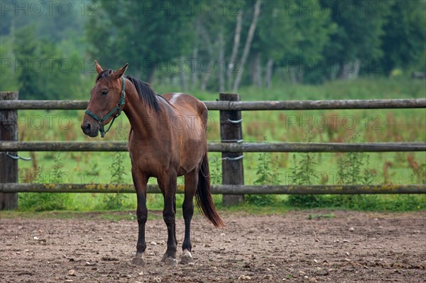 Haras De Pitz, Ecurie Danover