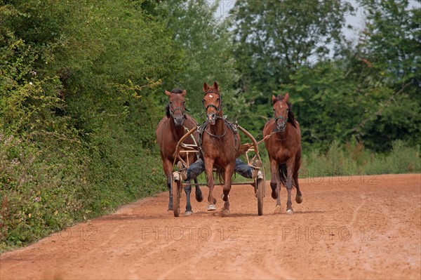 Haras De Pitz, Ecurie Danover