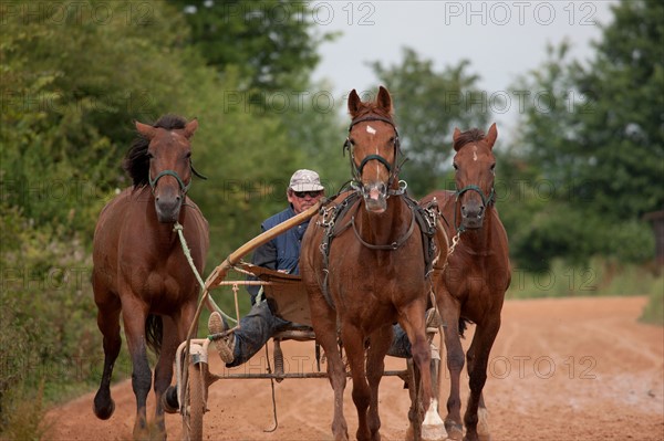 Haras De Pitz, Ecurie Danover