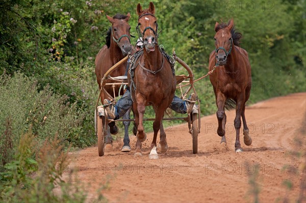 Haras De Pitz, Ecurie Danover