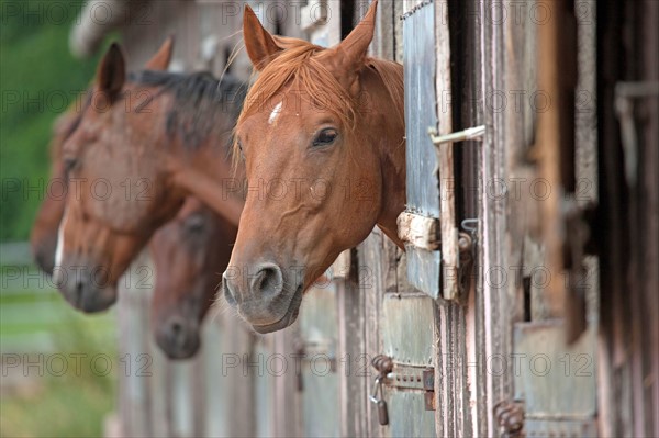 Haras De Pitz, Ecurie Danover