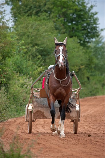 Haras De Pitz, Ecurie Danover