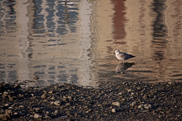 Cote Fleurie, Trouville Sur Mer