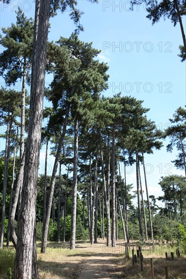 Bois De Boulogne, Neuilly sur Seine