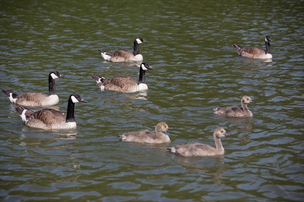 Bois De Vincennes, Lac Des Minimes