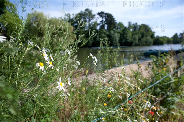 Bois De Vincennes, Lac Des Minimes