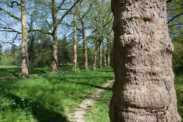 Bois De Vincennes, Allee