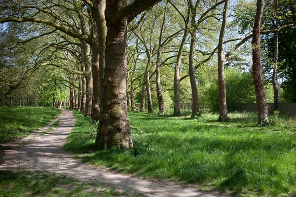 Bois De Vincennes, Allee