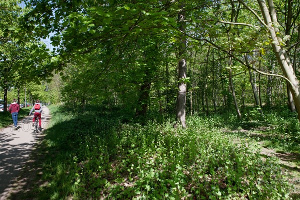 Bois De Vincennes, Allee