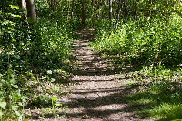 Bois De Vincennes, Allee